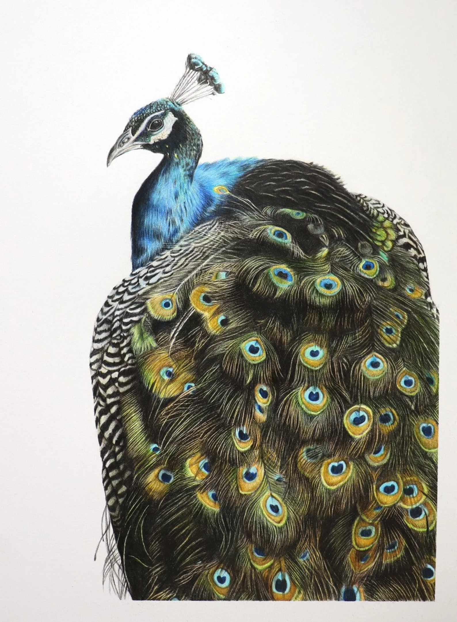 easy drawing of peacock step by step _ peacock pencil drawing | BABAs art  posted a video to playlist BABAs art Drawing. | By BABAs artFacebook