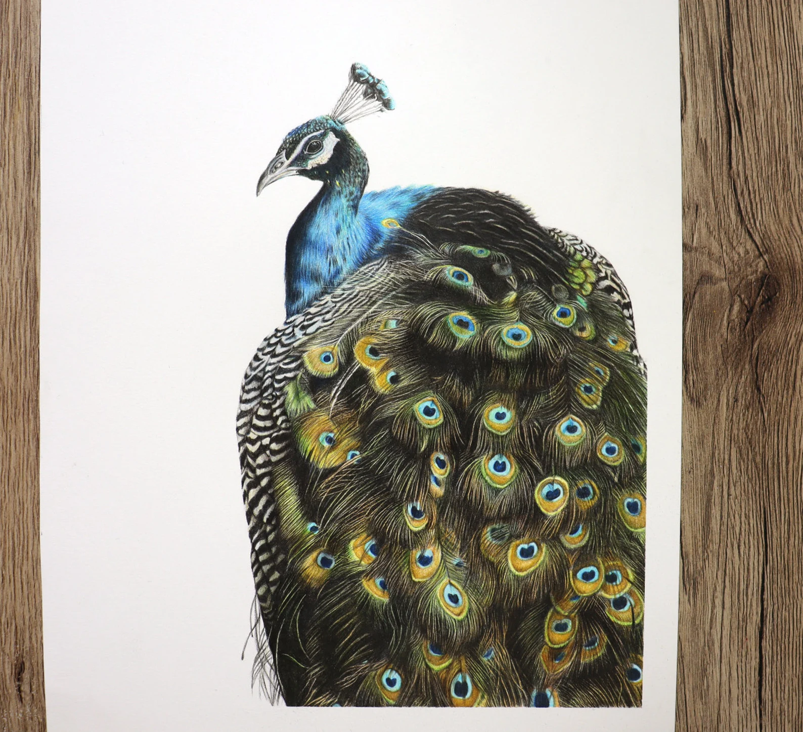 Color Pencil Drawing Geen Peacock by PeacefulDrawing on DeviantArt